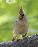 Northern Cardinal V0A8093
